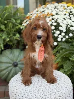 F1 Carter, a male Cavapoo for sale in Mayfield, KY – 7 of 10