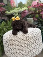 Amelia, a female Cavapoo for sale in Mayfield, KY – 8 of 8