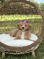 Barbie, a female Miniature Goldendoodle for sale in Mayfield, KY – 8 of 10
