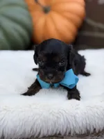 Blue bow, a male Cavapoo for sale in Mayfield, KY – 4 of 10