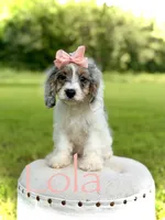 Lola, a female Cavapoo for sale in Mayfield, KY – 10 of 10