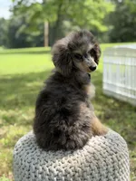 AKC Hunter, a male Poodle - Miniature  for sale in Mayfield, KY – 7 of 10