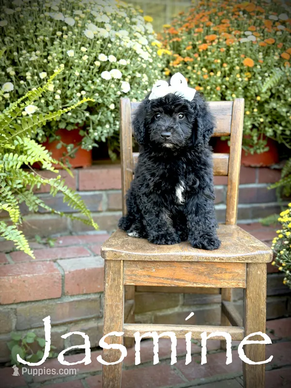Jasmine – Miniature Bernedoodle puppy for sale in Mayfield, KY
