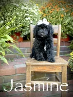 Jasmine, a female Miniature Bernedoodle for sale in Mayfield, KY – 1 of 9
