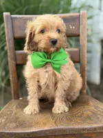 Booker, a male Miniature Goldendoodle for sale in Mayfield, KY – 6 of 7