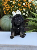 F1 Sasha, a female Cavapoo for sale in Mayfield, KY – 6 of 10