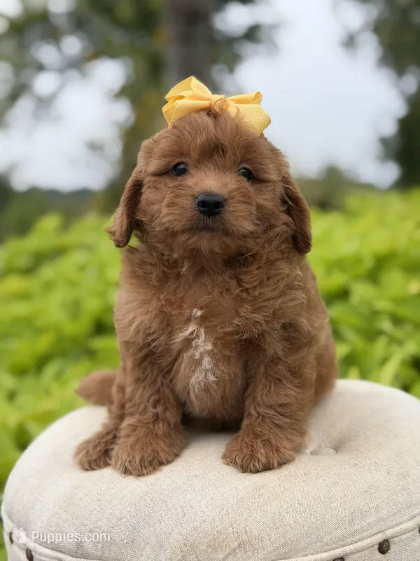 Penelope  – Miniature Goldendoodle puppy for sale in Mayfield, KY