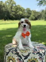 Denim, a male Cavapoo for sale in Mayfield, KY – 6 of 6