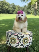 Nelly, a female Miniature Goldendoodle for sale in Mayfield, KY – 4 of 10