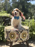 Denim, a male Cavapoo for sale in Mayfield, KY – 3 of 10