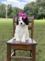 F1 Angel , a female Cavapoo for sale in Mayfield, KY – 10 of 10