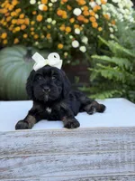 F1 Sasha, a female Cavapoo for sale in Mayfield, KY – 10 of 10