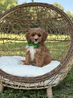 Brock, a male Miniature Goldendoodle for sale in Mayfield, KY – 3 of 8