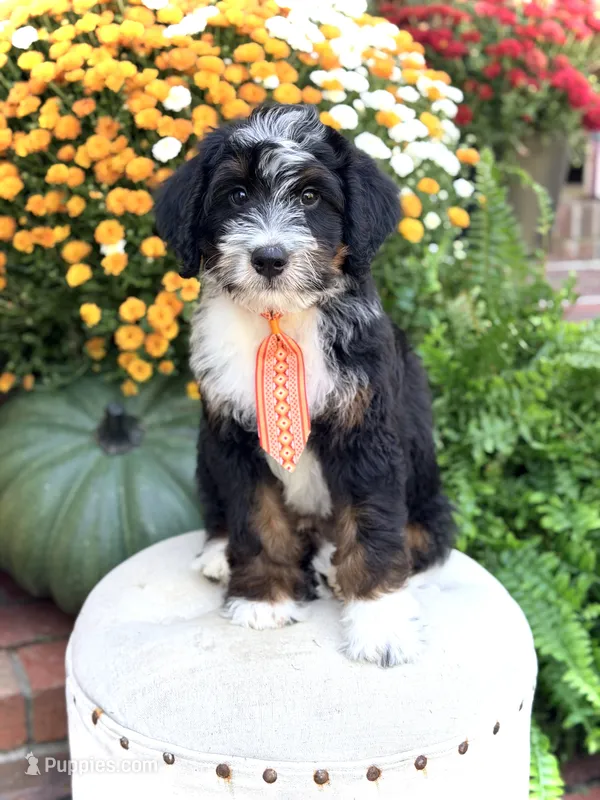 F1 Vance – Bernedoodle puppy for sale in Mayfield, KY