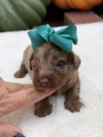 Teal bow, a female Miniature Bernedoodle for sale in Mayfield, KY – 6 of 7