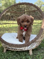 Baxter, a male Miniature Goldendoodle for sale in Mayfield, KY – 7 of 10