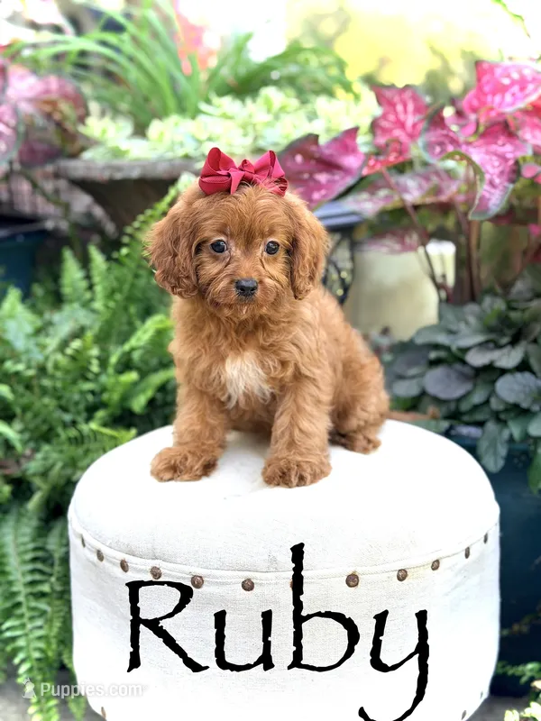 Ruby – Cavapoo puppy for sale in Mayfield, KY