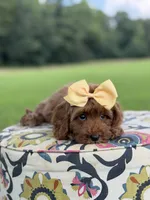 F1B Lillian, a female Cavapoo for sale in Mayfield, KY – 9 of 10