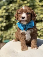 Duke, a male Cavapoo for sale in Mayfield, KY – 8 of 10