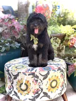 F1 Tyler, a male Bernedoodle for sale in Mayfield, KY – 5 of 10