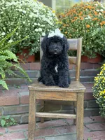 Jasmine, a female Miniature Bernedoodle for sale in Mayfield, KY – 5 of 9