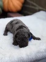 Blue bow, a male Miniature Bernedoodle for sale in Mayfield, KY – 6 of 10