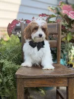 F1B Colton, a male Cavapoo for sale in Mayfield, KY – 4 of 10