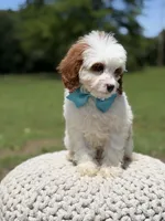 Dawson, a male Cavapoo for sale in Mayfield, KY – 1 of 10