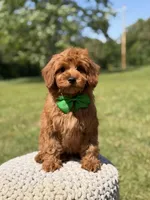 Nash, a male Miniature Goldendoodle for sale in Mayfield, KY – 5 of 9