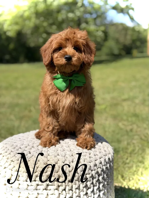 Nash – Miniature Goldendoodle puppy for sale in Mayfield, KY