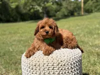 Nash, a male Miniature Goldendoodle for sale in Mayfield, KY – 8 of 9