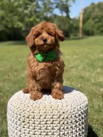 Nash, a male Miniature Goldendoodle for sale in Mayfield, KY – 2 of 9