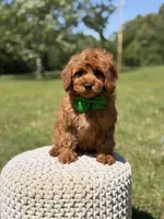 Nash, a male Miniature Goldendoodle for sale in Mayfield, KY – 3 of 9