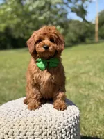 Nash, a male Miniature Goldendoodle for sale in Mayfield, KY – 4 of 9