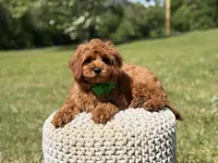Nash, a male Miniature Goldendoodle for sale in Mayfield, KY – 6 of 9