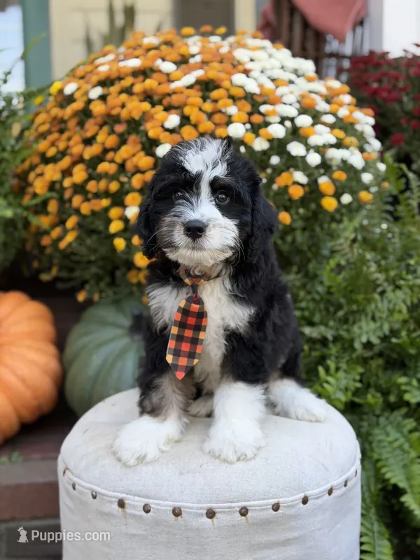 F1 Victor – Bernedoodle puppy for sale in Mayfield, KY