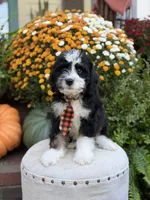 F1 Victor, a male Bernedoodle for sale in Mayfield, KY – 1 of 10