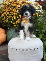 F1 Victoria, a female Bernedoodle for sale in Mayfield, KY – 9 of 10
