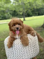 Edison, a male Cavapoo for sale in Mayfield, KY – 9 of 10