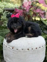 F1B Bridget, a female Bernedoodle for sale in Mayfield, KY – 6 of 9