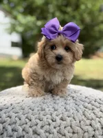 Ivy, a female Maltipoo for sale in Mayfield, KY – 5 of 8