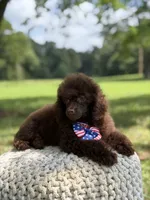 AKC Higgins, a male Poodle - Miniature  for sale in Mayfield, KY – 8 of 10