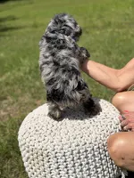 Trooper, a male Miniature Goldendoodle for sale in Mayfield, KY – 9 of 10