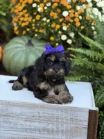 F1 Sally, a female Cavapoo for sale in Mayfield, KY – 3 of 10