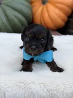 Blue bow, a male Cavapoo for sale in Mayfield, KY – 6 of 10