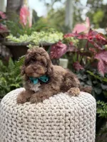 Andy, a male Cavapoo for sale in Mayfield, KY – 3 of 10