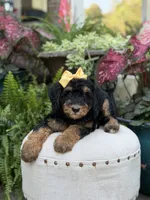 F1B Babs, a female Bernedoodle for sale in Mayfield, KY – 10 of 10