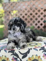 AKC Portet, a male Poodle - Toy  for sale in Mayfield, KY – 10 of 10