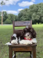 F1B Titan, a male Cavapoo for sale in Mayfield, KY – 6 of 10
