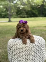 Blanche, a female Miniature Goldendoodle for sale in Mayfield, KY – 9 of 10
